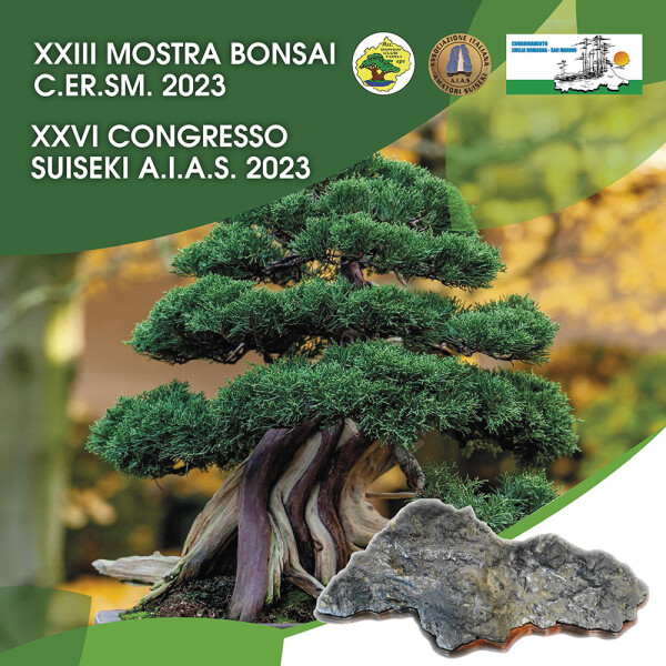 bonsai QUADRATO