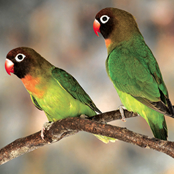 Psittacus