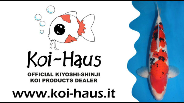 koi-haus