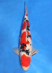 carpa-koi-3