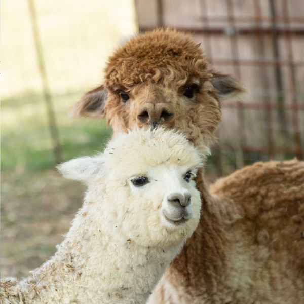 quadratino-alpaca