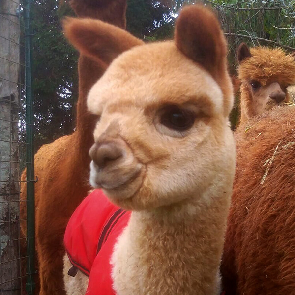 alpaca_