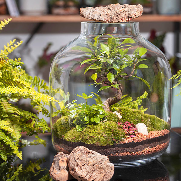 terrarium