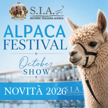 ALPACA FESTIVAL ARTICOLO